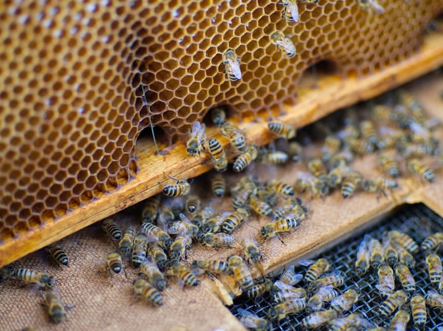 Earn Honey