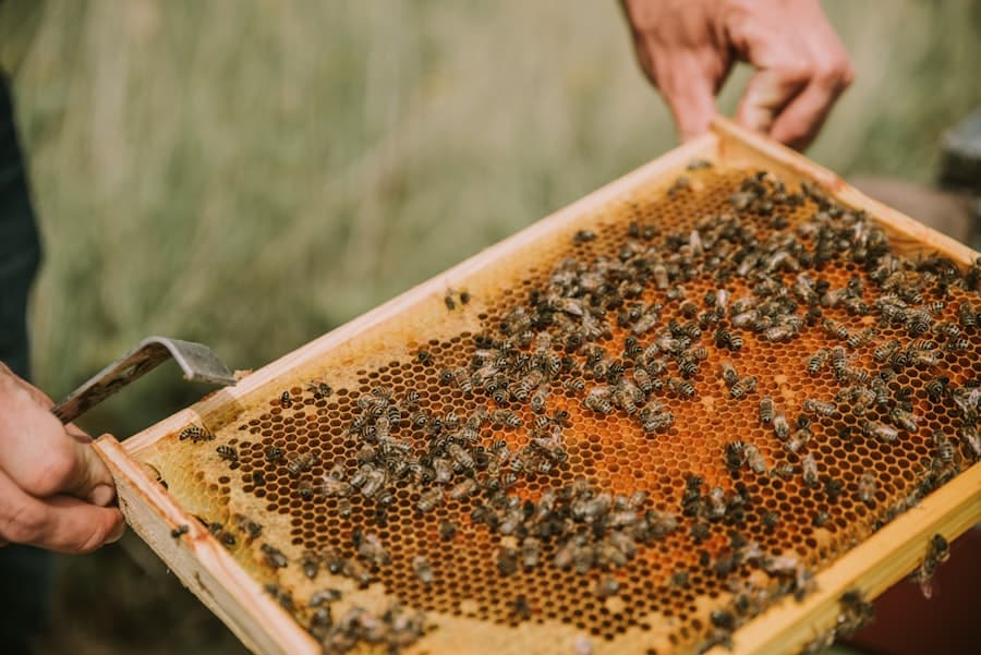 Photo Earn Honey