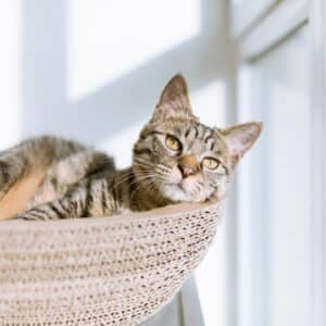 Photo Pet Supplies