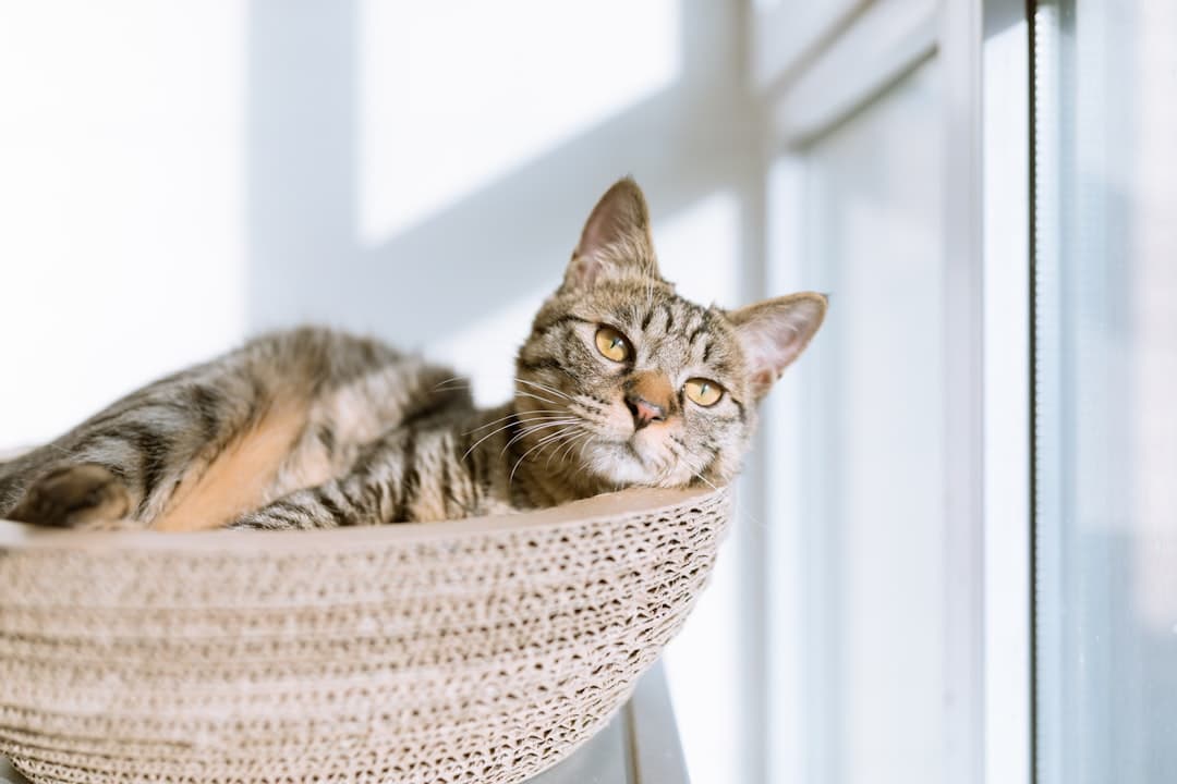 Photo Pet Supplies