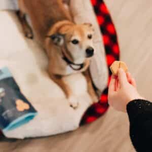 Photo Pet sitting