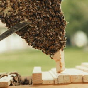Photo Earn Honey
