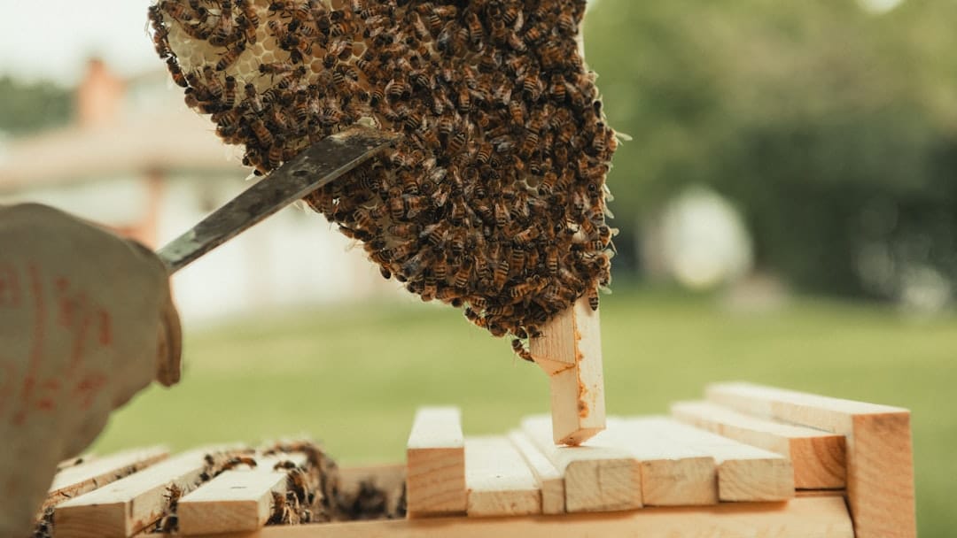 Photo Earn Honey